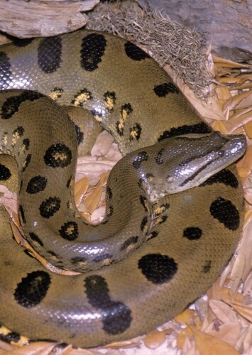 Anaconda