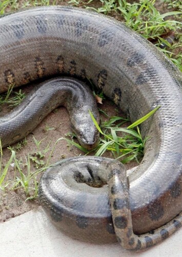 Anaconda