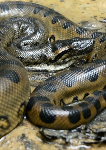 Anaconda