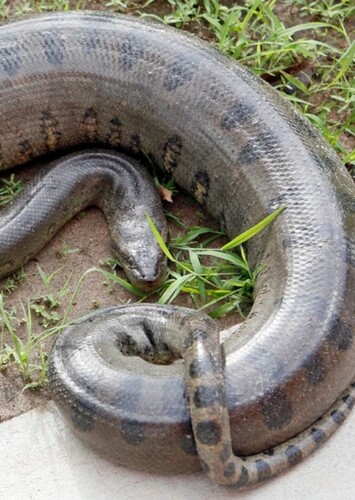 Anaconda