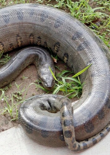 Anaconda