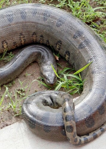 Anaconda