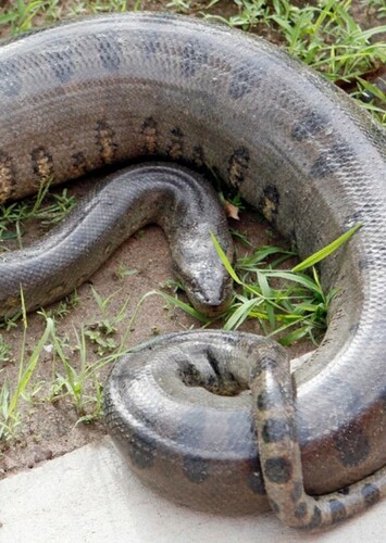 Anaconda