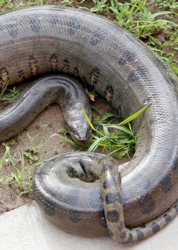 Anaconda