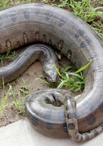 Anaconda