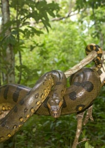 Anaconda