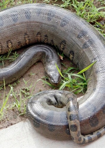 Anaconda