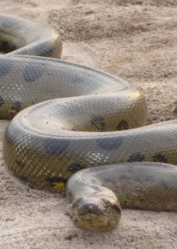 Anaconda