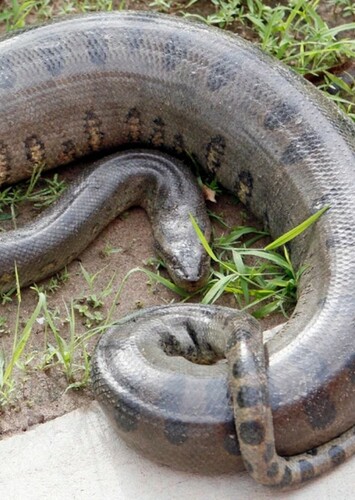 Anaconda