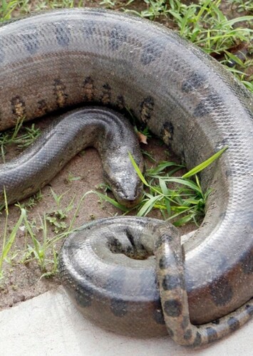 Anaconda