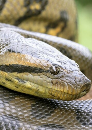 Anaconda