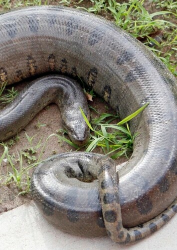 Anaconda
