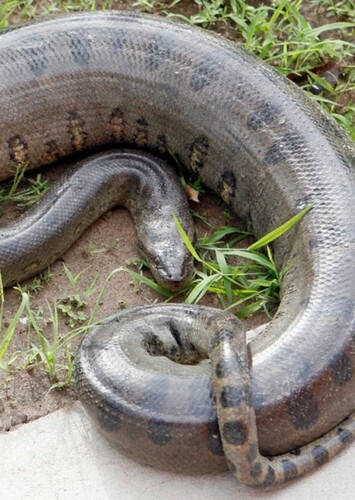 Anaconda