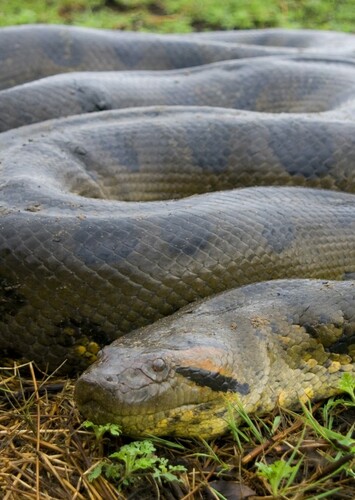 Anaconda in Animals around the World.