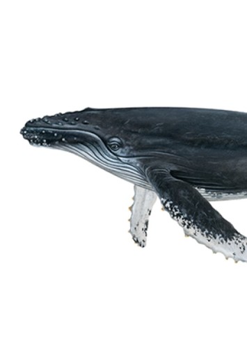 Andrew The Humpback Whale