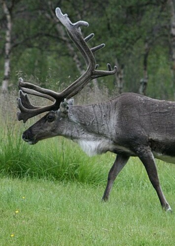 Andrew the Reindeer