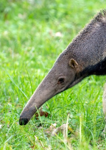 Andy the Anteater
