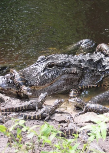 Angelina the American Alligator