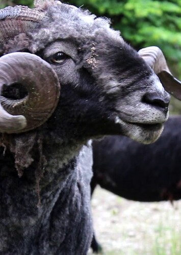 Angry Ram