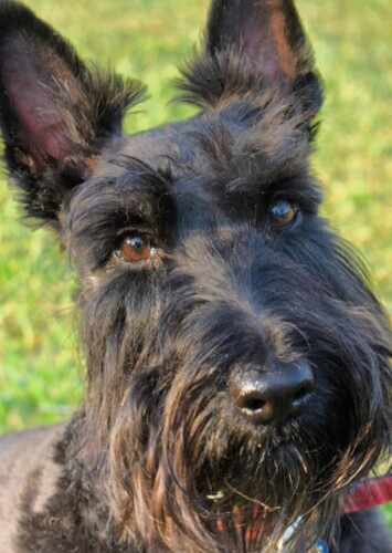 Angus