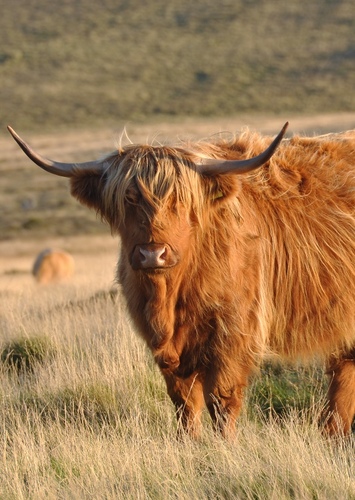Angus