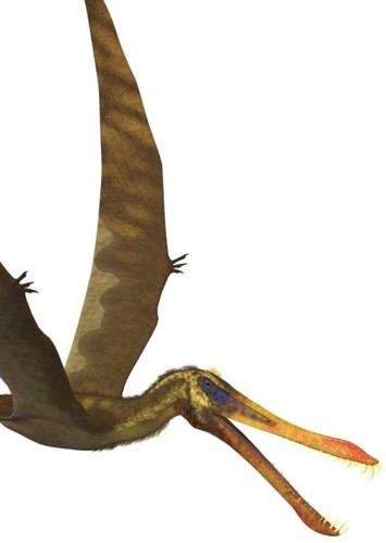 Anhanguera