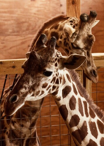 Animal Adventure Park