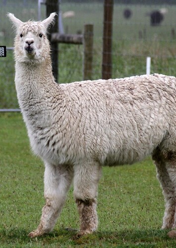 Animal: Alpaca