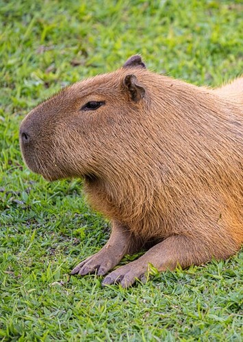 Animal: Capybara