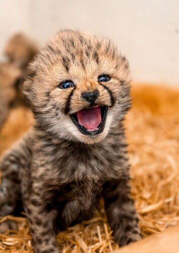 Animal: Cheetah