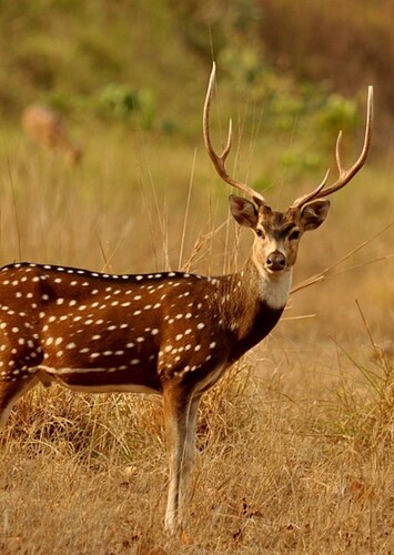 Animal: Deer