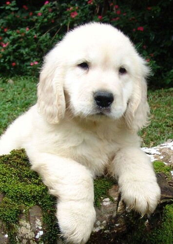Animal: Dog/Puppy