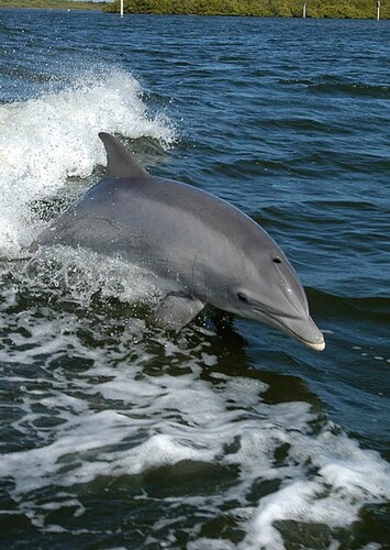 Animal: Dolphin