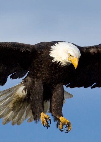 Animal: Eagle