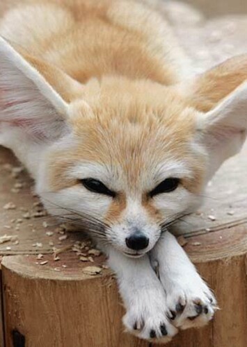 Animal: Fennec fox