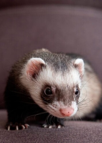 Animal: Ferret