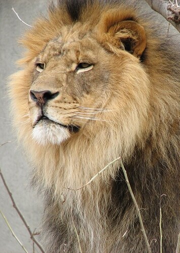 Animal: Lion