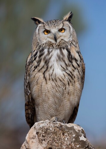 Animal: Owl