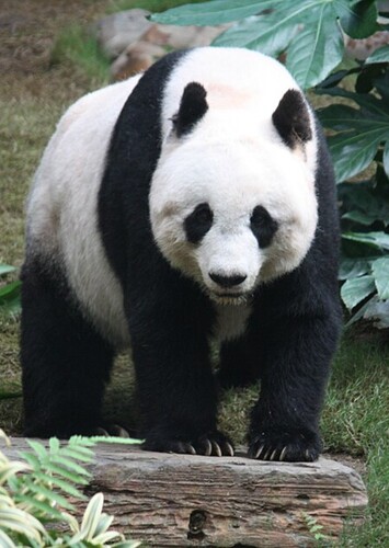 Animal: Panda