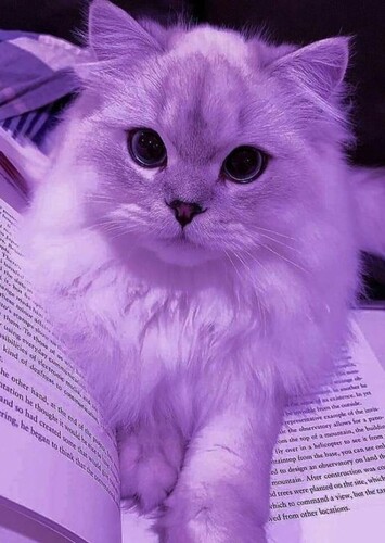 Animal: Purple Cat