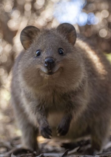 Animal: Quokka