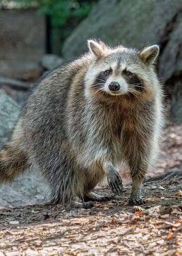 Animal: Raccoon