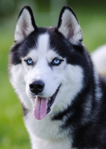 Animal: Siberian husky