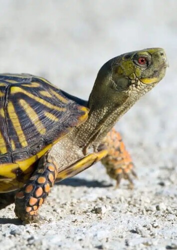 Animal: Turtle