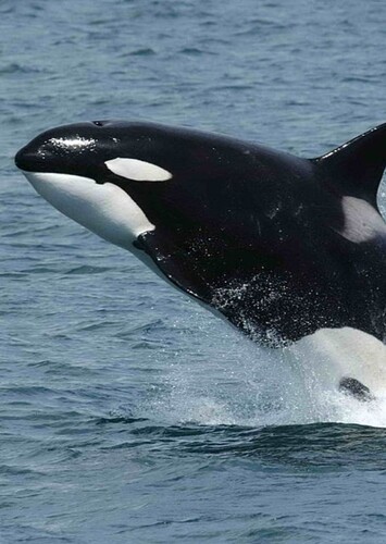 Animal: Whale