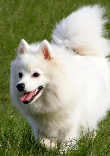 Animal: White Dog