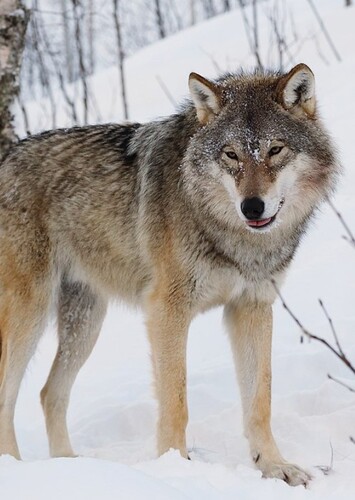 Animal: Wolf