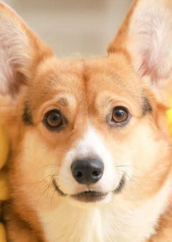 Animal: Yellow Dog
