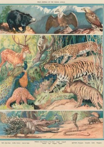 Animals of the jungle