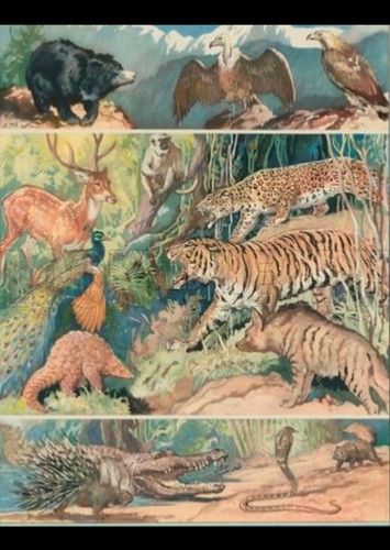 Animals Of The Jungle